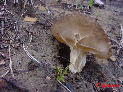 helvella